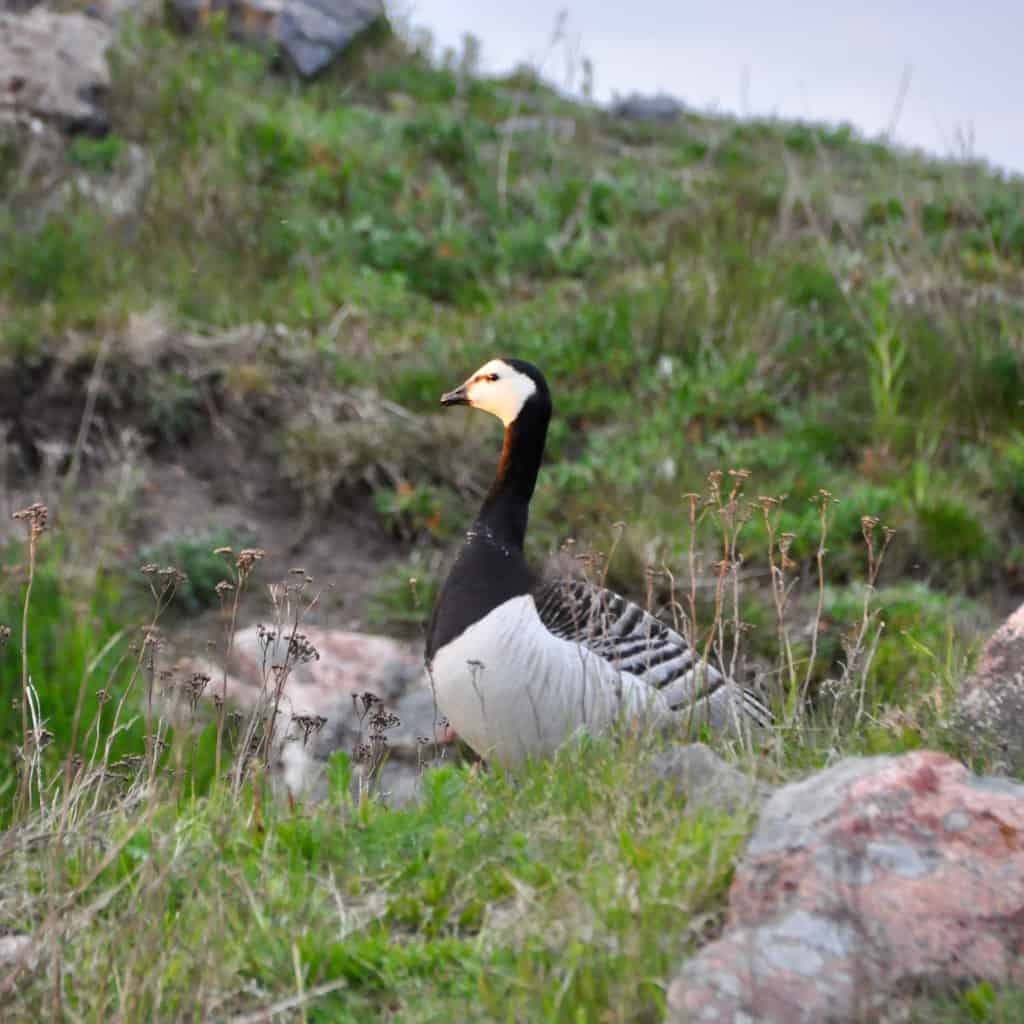 Nonnengans in der Wildnis