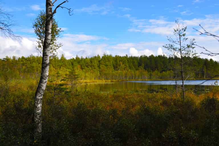 Bild Herbst